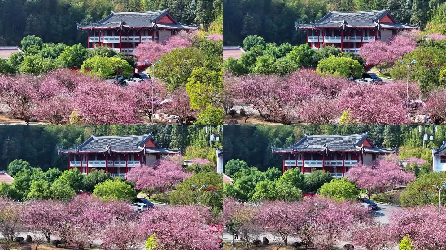 福州寿山林阳寺梅花盛开