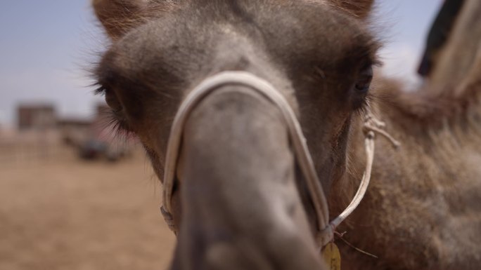 中卫沙坡头景区娱乐设施骑骆驼