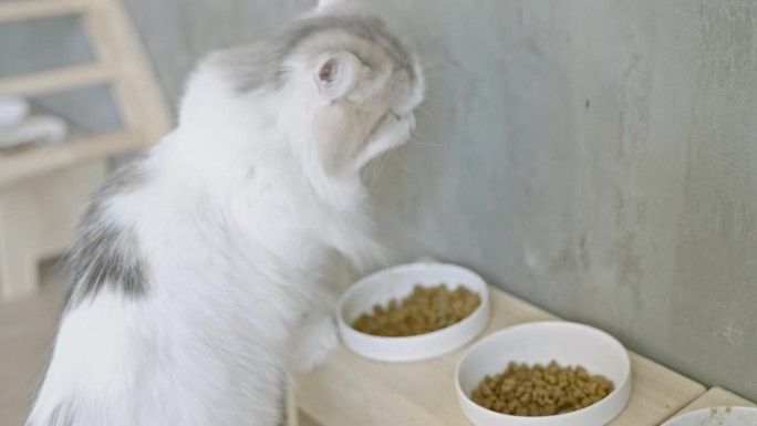 白猫在室内木架子上的碗里吃干猫食