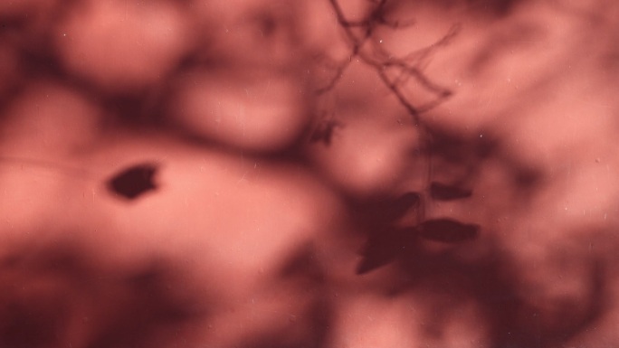 高清实拍红墙宫墙树的光影视频