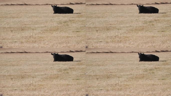 在科罗拉多州的风景中吃草的黑牛