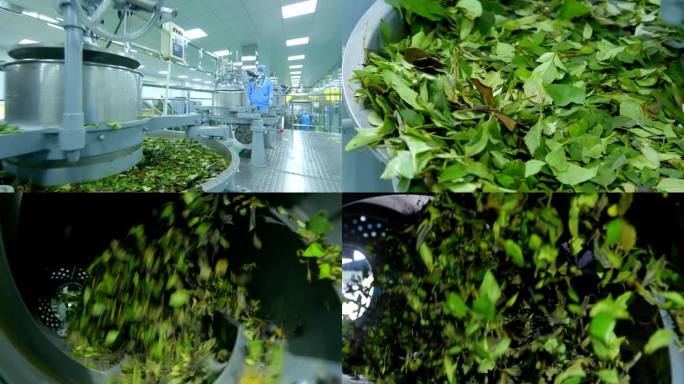 制茶 连翘茶 大型工厂 标准化 机械化