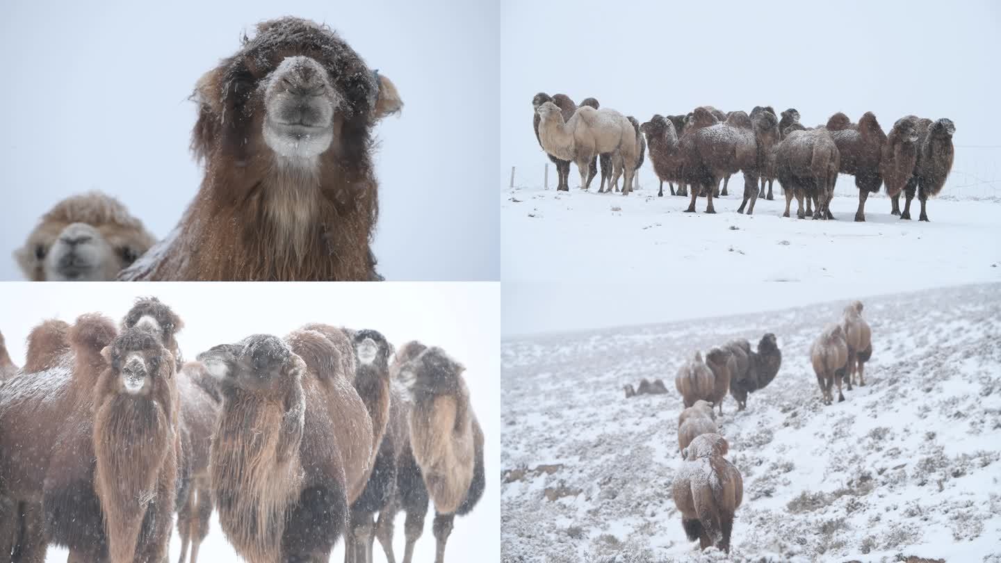 雪中骆驼