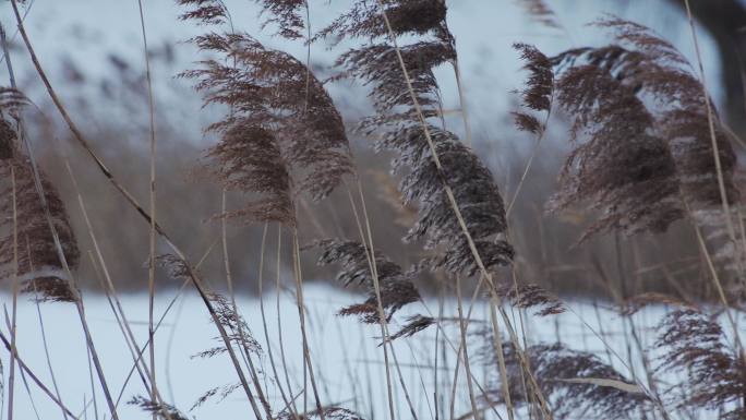 风雪中的芦苇雪地芦苇