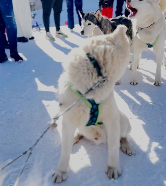 准备狗拉雪橇