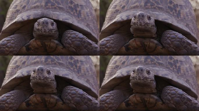 在大自然的户外，豹龟在晨曦中把头探出壳来