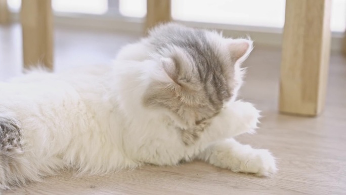 一只白色的长毛猫躺在室内的木地板上，舔着自己的腿、爪子和脸来梳理自己