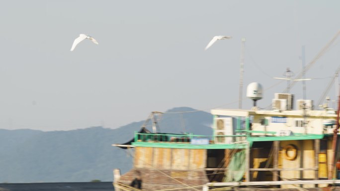 大海 海鸥飞翔 飞鸟 一只 渔船海鸥