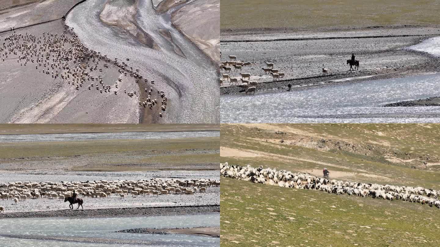 航拍青海高原上的牧民与羊群