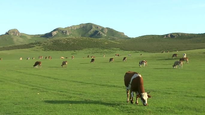 生态牛牧场