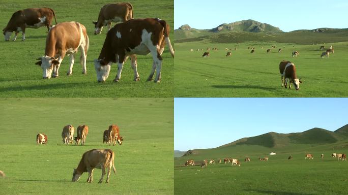 生态牛牧场