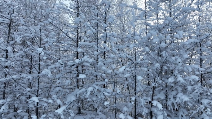 大兴安岭岭上山林雪松晨景