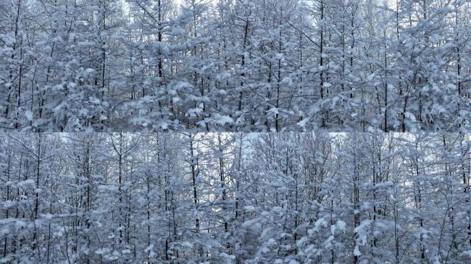 大兴安岭岭上山林雪松晨景