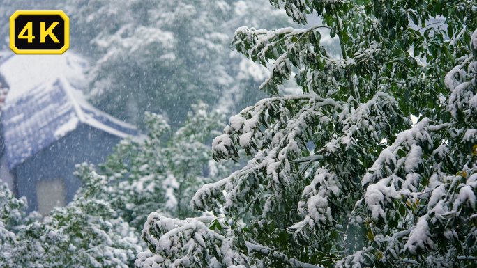 树上的积雪屋顶的雪窗台上的雪下雪升格大雪
