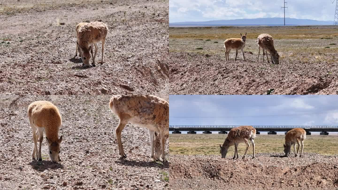 青海高原上觅食的藏羚羊
