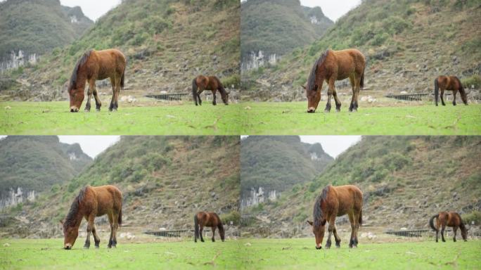草坪上吃草的两匹马