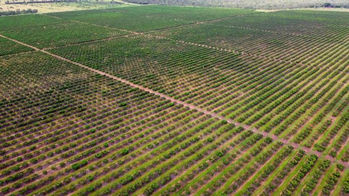 芒果农场农用地无人机。澳大利亚北部地区的热带水果种植。偏远的自然丛林环绕