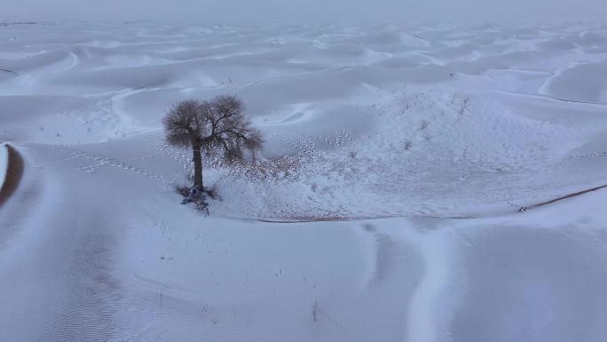 雪地 孤树 雪景 下雪 沙漠 一棵树