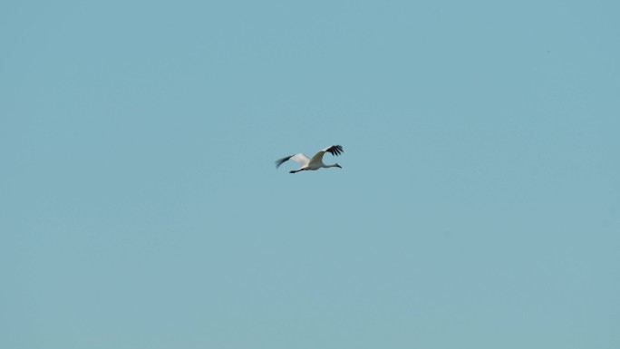 白鹤，极危物种，国家一级保护动物