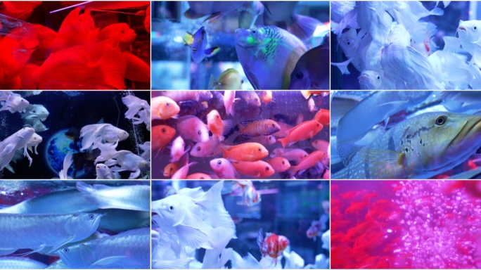 鱼族馆各种颜色鱼类集合