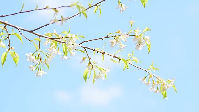 白色樱花春花自然逆光唯美实拍素材合集