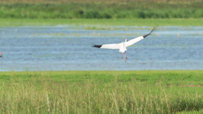 白鹤，极危物种，国家一级保护动物