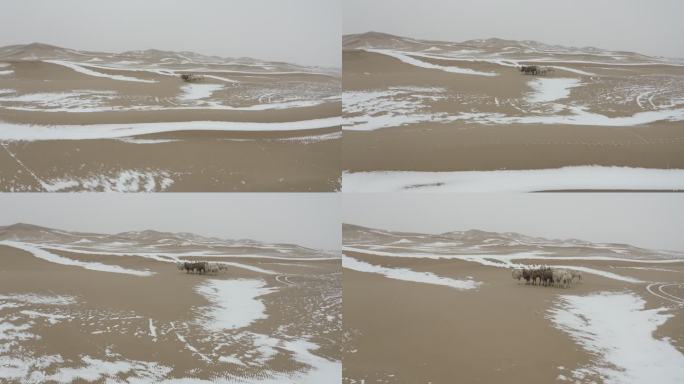 沙漠雪中骆驼