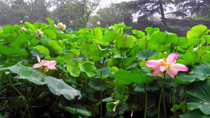 上海 荷花 荷叶 绿植 植物 公园 特写