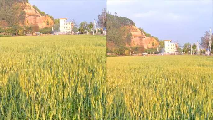 广东珠海市斗门区的小麦田丰收在望