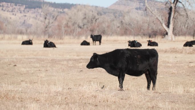 在科罗拉多州落基山脉吃草的黑安格斯牛