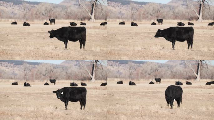 在科罗拉多州落基山脉吃草的黑安格斯牛