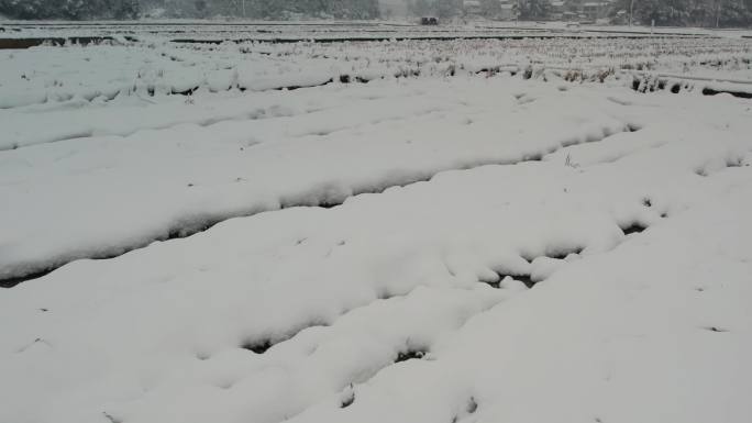 冬天稻田雪景
