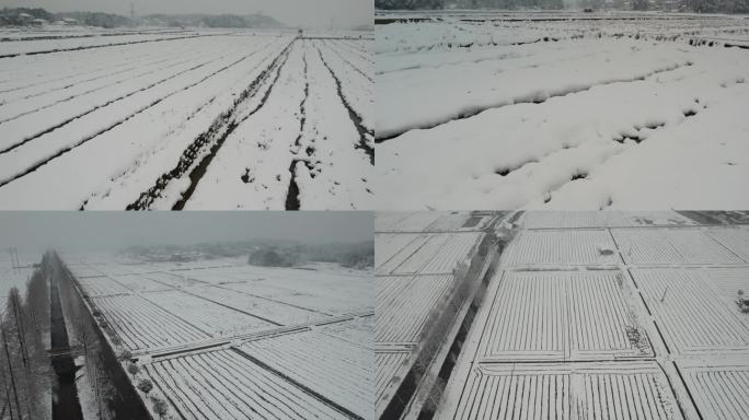 冬天稻田雪景