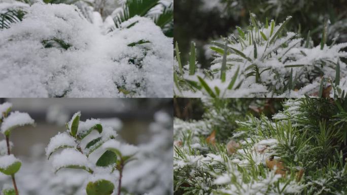 下雪天、南方下雪