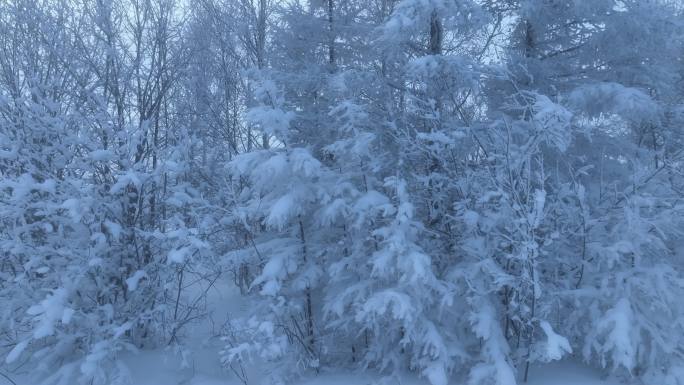 寒冬松林雾凇雪松树枝挂雪