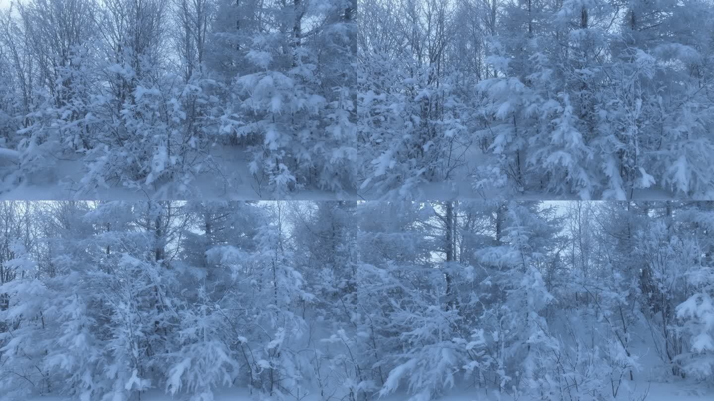 寒冬松林雾凇雪松树枝挂雪