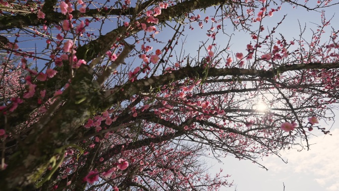 林阳寺红梅