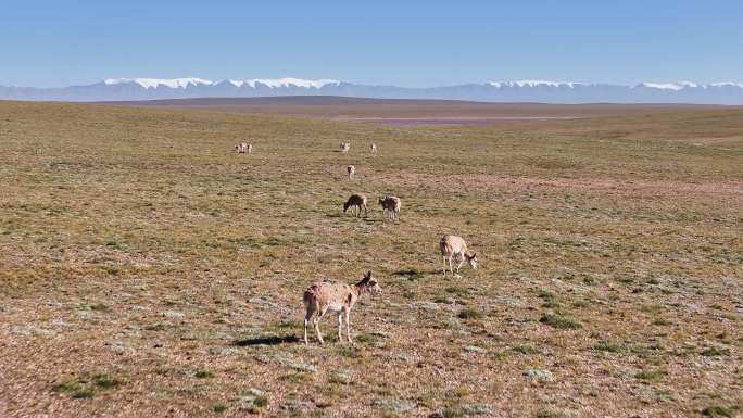航拍青海高原上的藏羚羊群