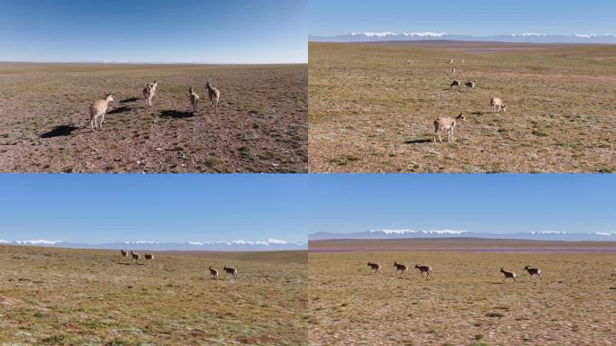 航拍青海高原上的藏羚羊群