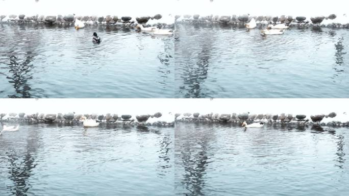 冬日 河流 温泉 开春 大寒 节气  鸭