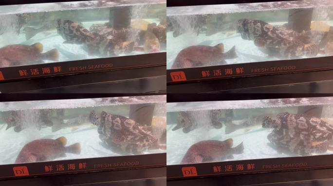 海鲜 石斑鱼 超市 新鲜 活鱼 水产