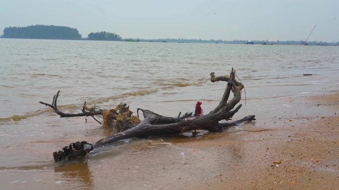 中国广西海边被冲到海滩上的朽木头特写