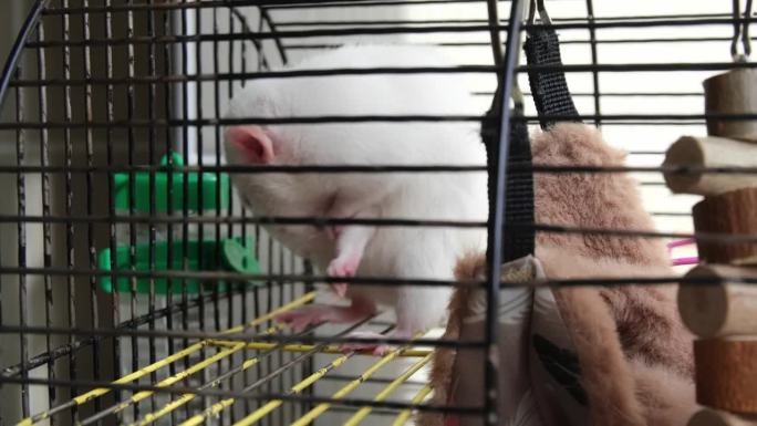 白家鼠在笼子里洗澡，4k