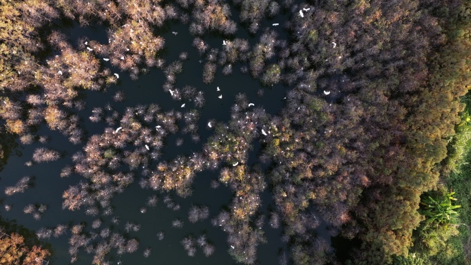 【4k正版素材】佛山伦教白鹭航拍