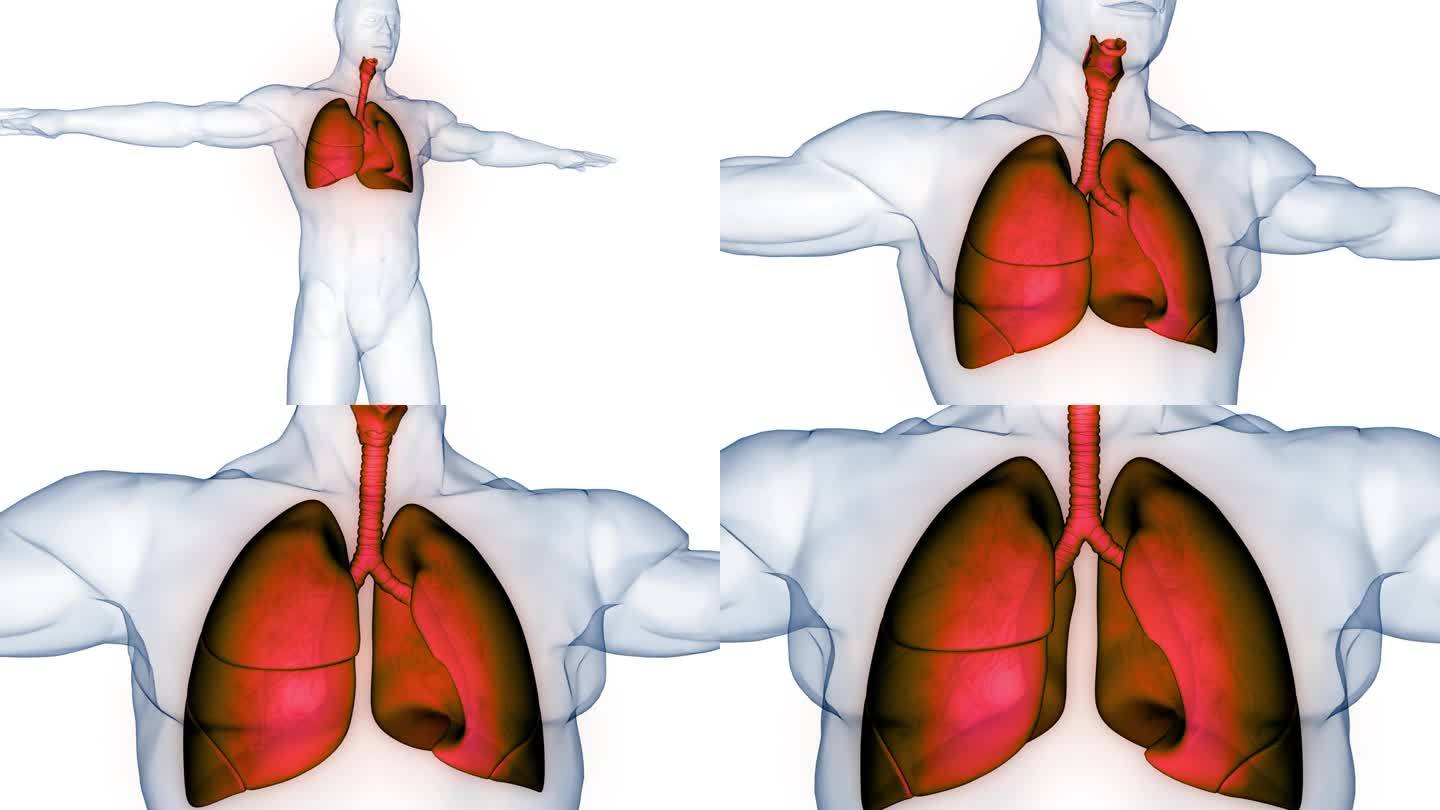 人体呼吸系统肺解剖动画概念