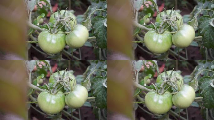 印度的有机农场:藤上的绿色西红柿。促进饮食和健康效益的可持续农业