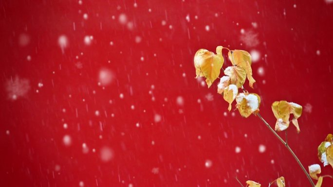 北京故宫红墙大雪纷飞雪花飘