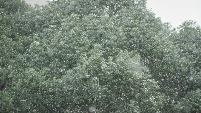 树叶积雪飘雪慢动作