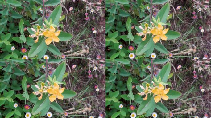 金丝桃植物盛开的花朵。它是一种开花植物在圣约翰草科金丝桃科。北阿坎德邦的喜马拉雅地区。印度。