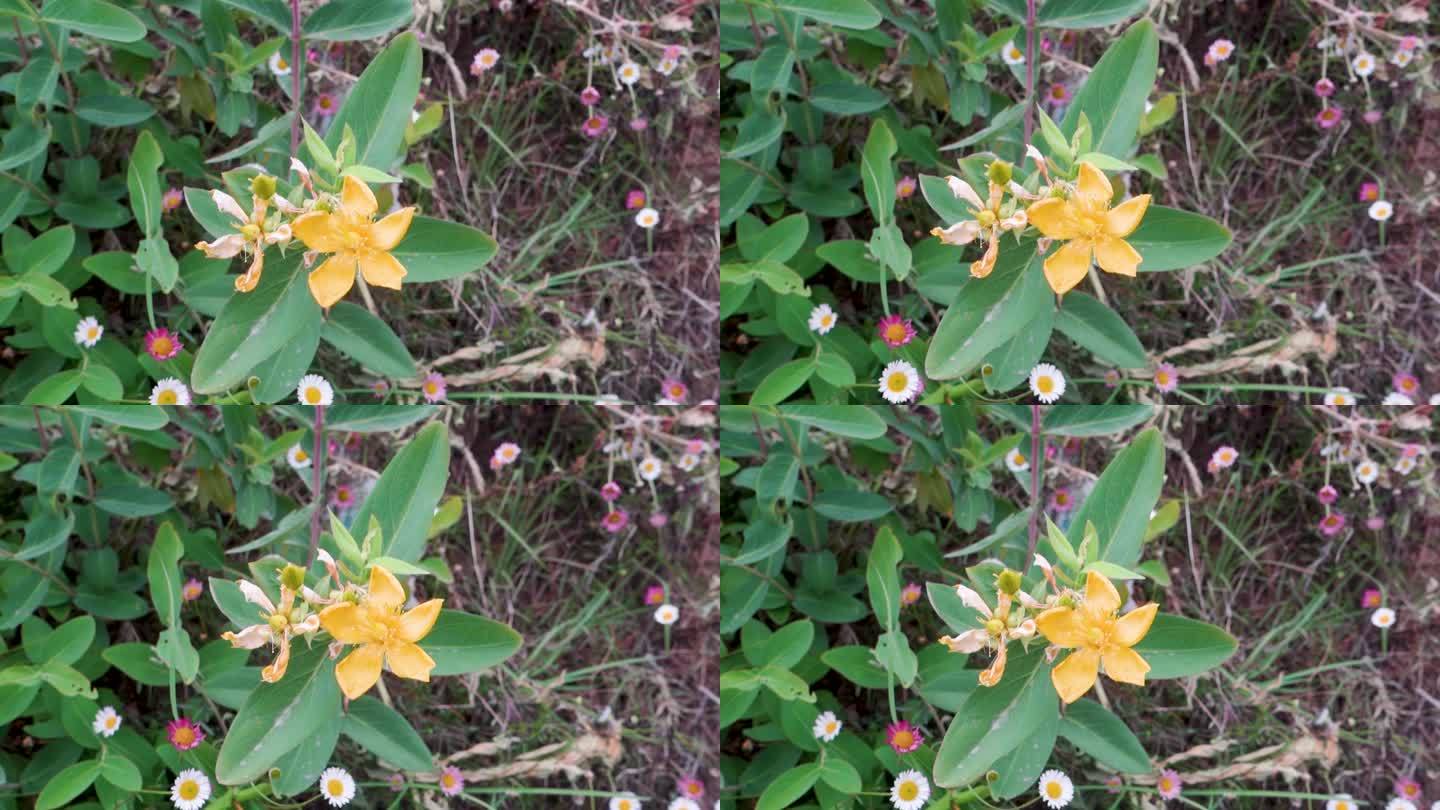 金丝桃植物盛开的花朵。它是一种开花植物在圣约翰草科金丝桃科。北阿坎德邦的喜马拉雅地区。印度。